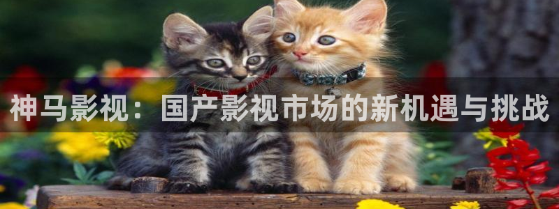 茄子视频