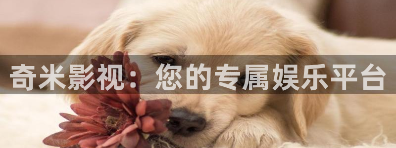 四虎茄子视频：奇米影视：您的专属娱乐平台