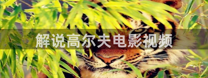 茄子视频qz：解说高尔夫电影视频