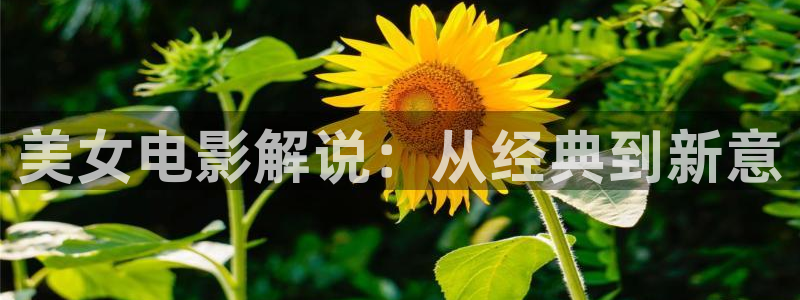 茄子视频色版