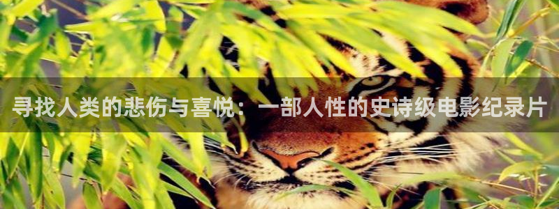 茄子视频了